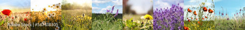 Collage with photos of different beautiful wild flowers growing in meadow