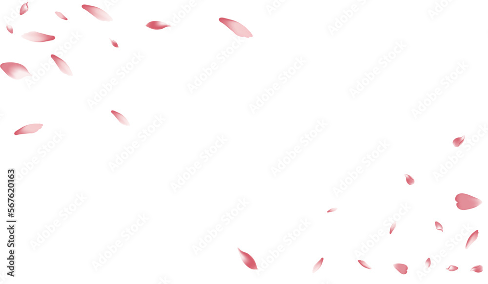 Color Sakura Petal Vector White Background. White