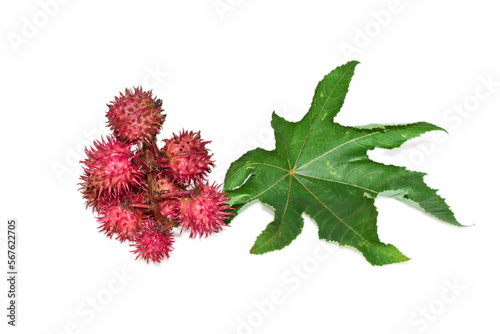 Castor oil plant flowers isolated on white background photo