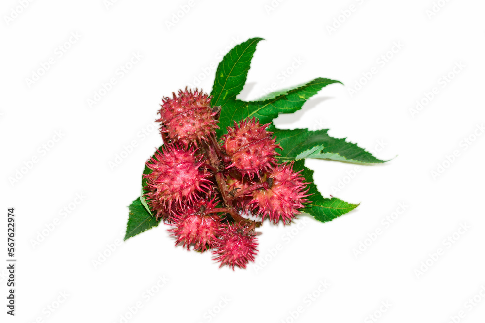 Castor oil plant flowers isolated on white background Castor oil plant flowers isolated on white background