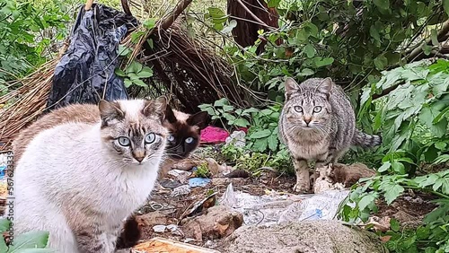 Cute straying cats looking at the camera while sitting in the trash
