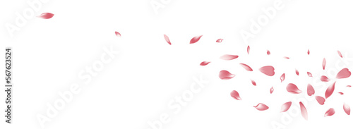 Color Cherry Petal Vector White Background.