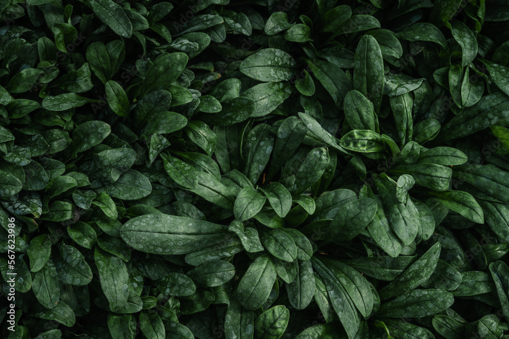 Fototapeta premium early spring leaf background