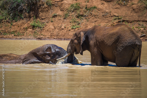 Canvas Print Two african elephants playing in water