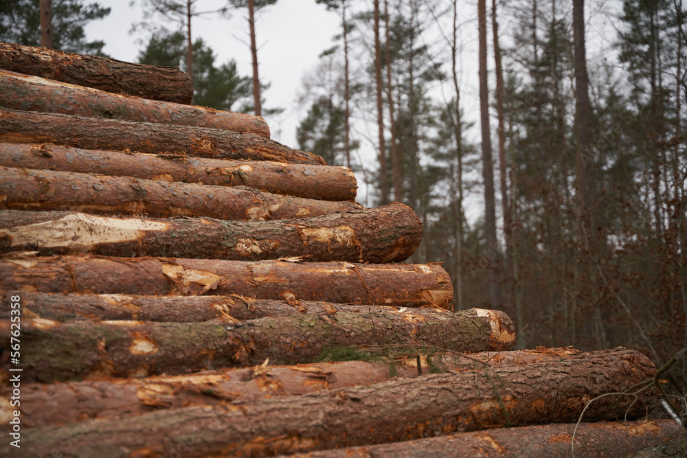 Fresh firewood laid in a heap for kindling the furnace closeup. Sale of natural resources. Wood material logging. Freshly cut tree logs piled up. Fresh firewood laid in a heap for kindling the furnace closeup. Sale of natural resources. Wood material logging. Freshly cut tree logs piled up.