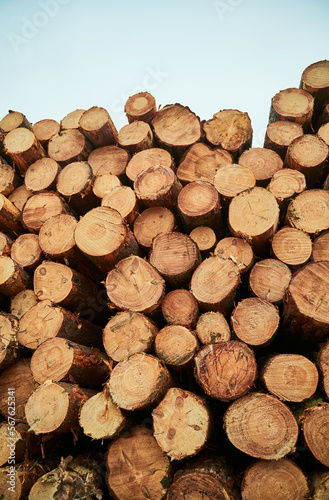 Renewable bio fuel preparation. Winter heating season. Wall of stacked wood logs.