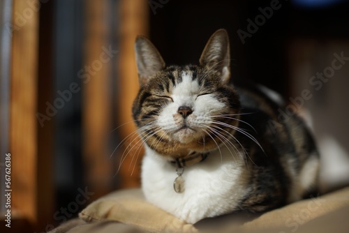 陽だまりでまどろむキジ猫