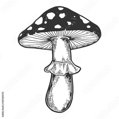 Amanita mushroom sketch engraving PNG illustration with transparent background