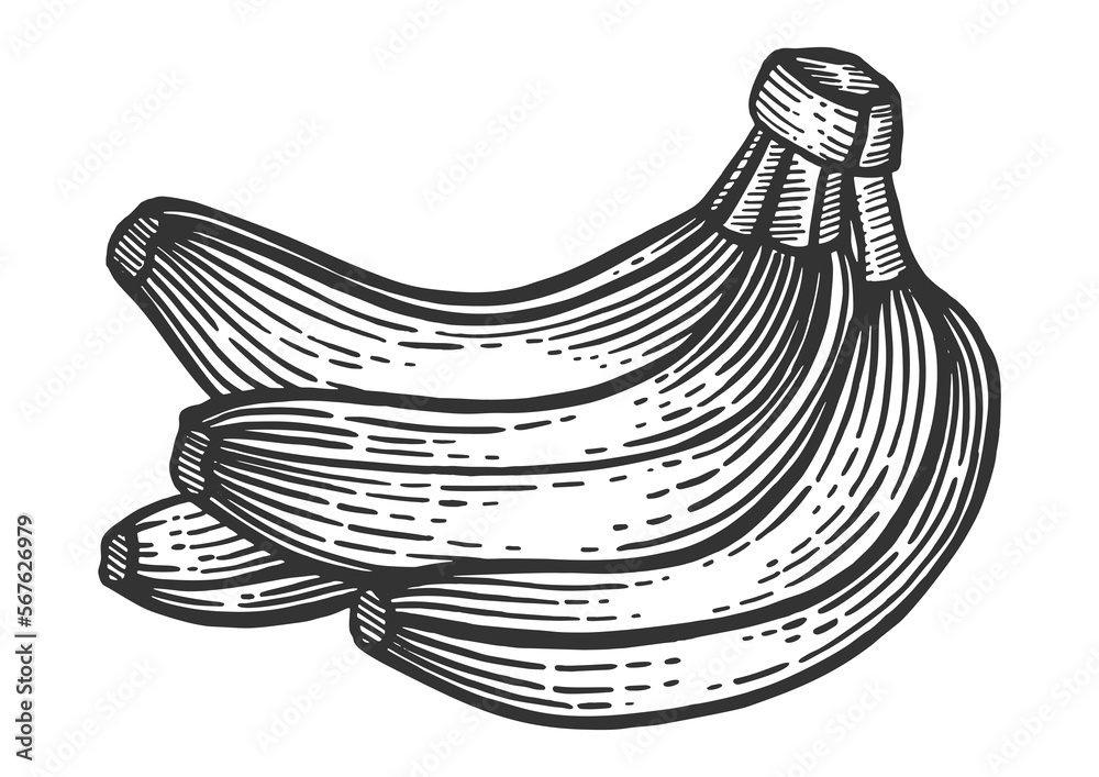 Banana fruits sketch engraving PNG illustration with transparent background Banana fruits sketch engraving PNG illustration with transparent background