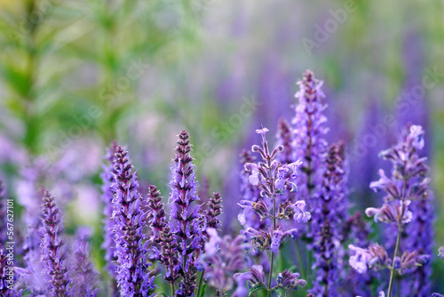 Catnip flowers blooming in summer field. Nepeta cataria