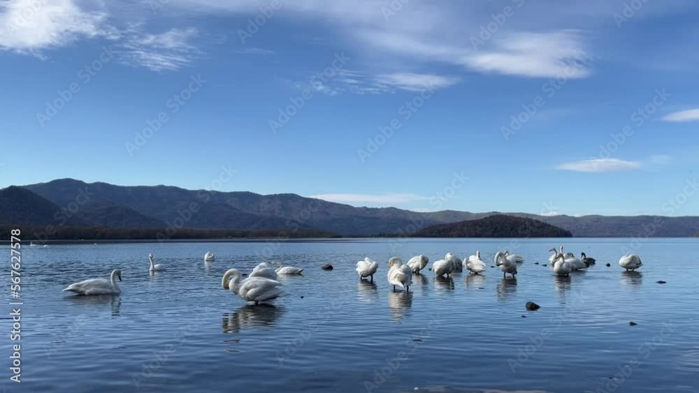 Whooper swans on calm lake water flapping wings Whooper swans on calm lake water flapping wings