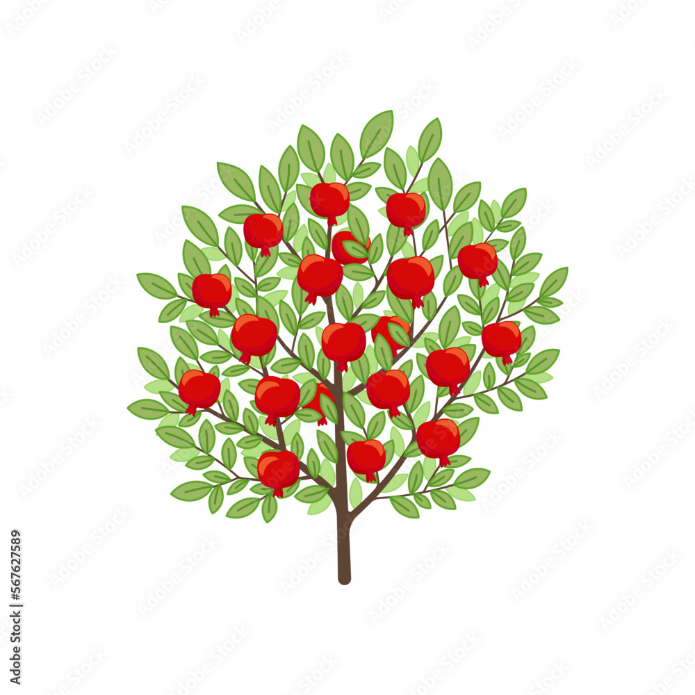 Pomegranate tree. Fruit tree. Vector illustration. Pomegranate tree. Fruit tree. Vector illustration.