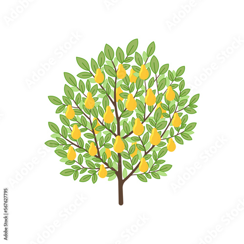 Pear tree. Fruit tree. Vector illustration.