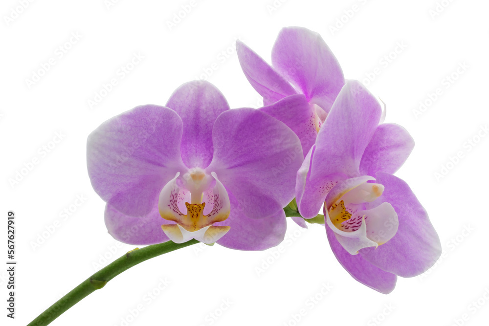 purple or pink orchid flowers with isolated on white background 