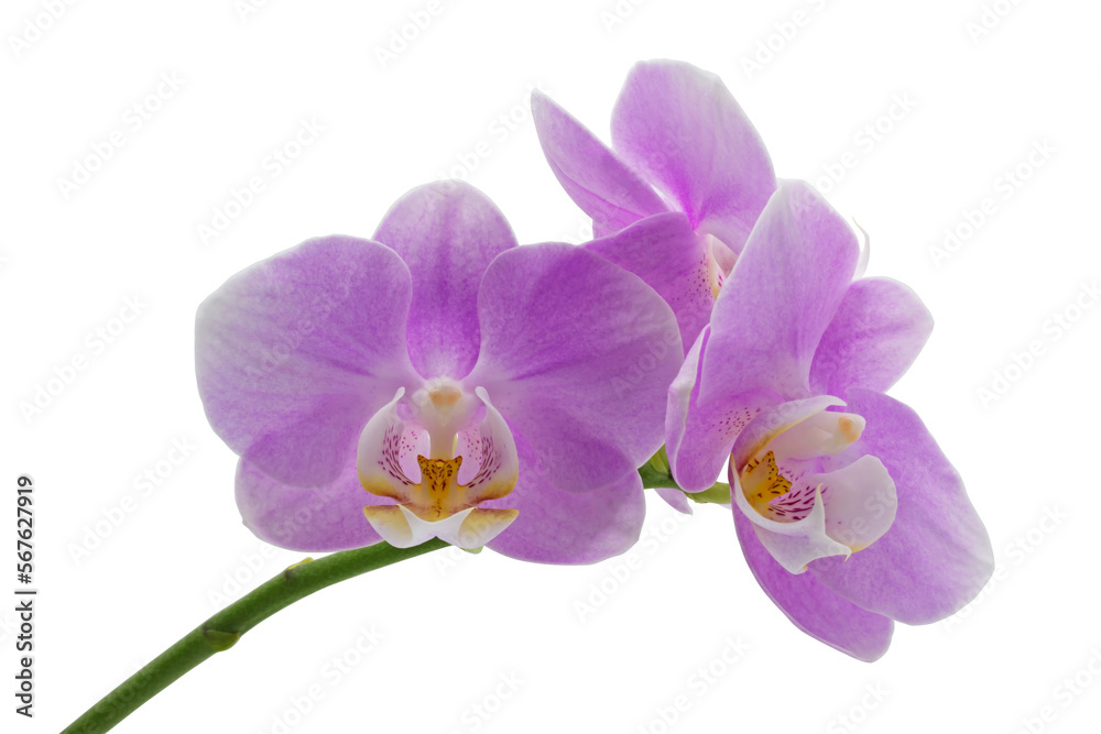 purple or pink orchid flowers with isolated on white background purple or pink orchid flowers with isolated on white background