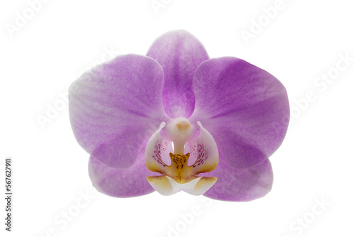 Macro closeup, head of single purple or pink orchid flowers with isolated on transparent background