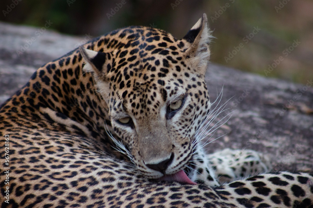 Morning activities of Sri Lankan Leopard and vigilantly observing the surrounding. Morning activities of Sri Lankan Leopard and vigilantly observing the surrounding.