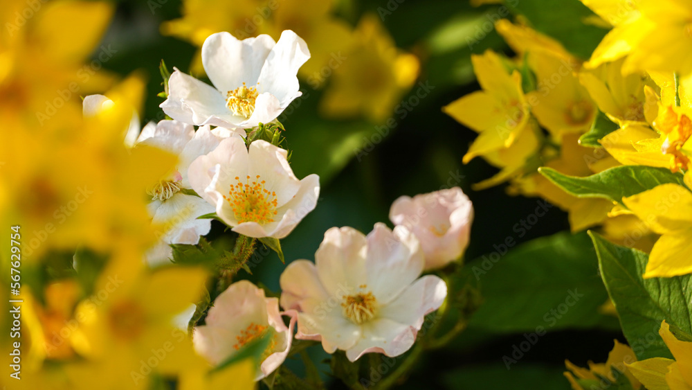Garden loosestrifes and white rose in the spring garden. Beautiful bright yellow flowers at spring summer garden.
