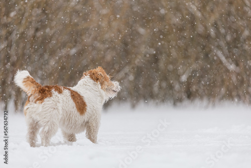 Wet dog stands in the forest in winter. Wirehaired Jack Russell Terrier in the park for a walk. Snow is falling against the background of the animal. New Year concept © WoodHunt