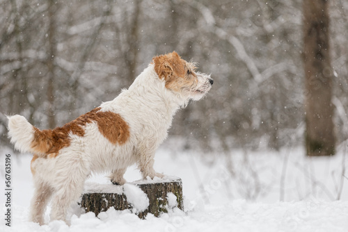 Fototapeta Naklejka Na Ścianę i Meble -  Wet dog stands in the forest in winter. Wirehaired Jack Russell Terrier in the park for a walk. Snow is falling against the background of the animal. New Year concept