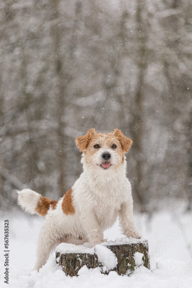 Wet dog stands in the forest in winter. Wirehaired Jack Russell Terrier in the park for a walk. Snow is falling against the background of the animal. New Year concept Wet dog stands in the forest in winter. Wirehaired Jack Russell Terrier in the park for a walk. Snow is falling against the background of the animal. New Year concept