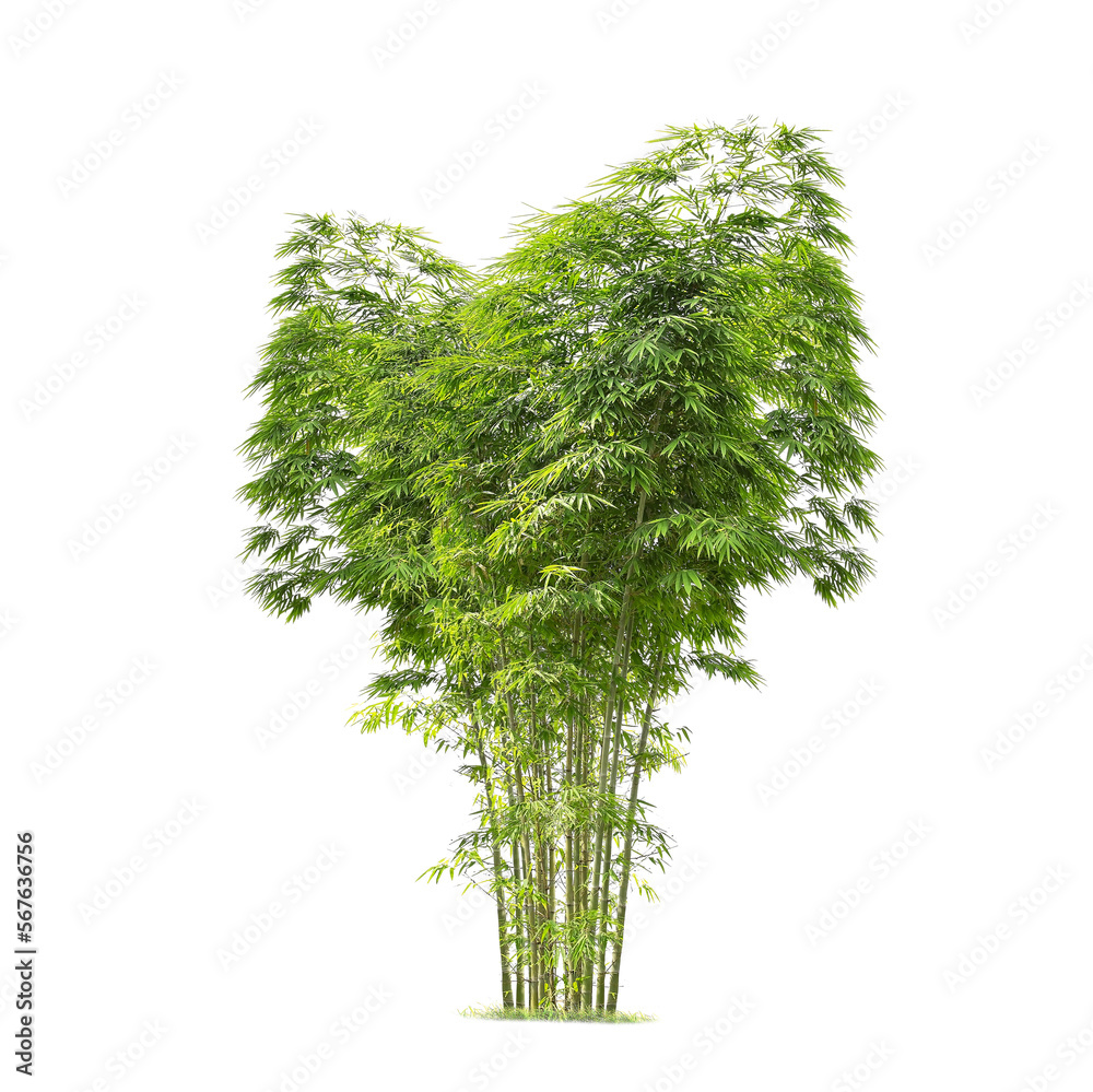 Obraz premium Green bamboo tree isolated on transparent background with clipping path, single bamboo tree with clipping path and alpha channel. are Forest and foliage in summer for both printing and web pages.