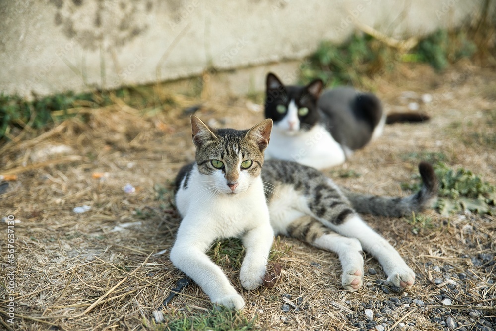 Black-white and gray-black cat lie together. Black-white and gray-black cat lie together.