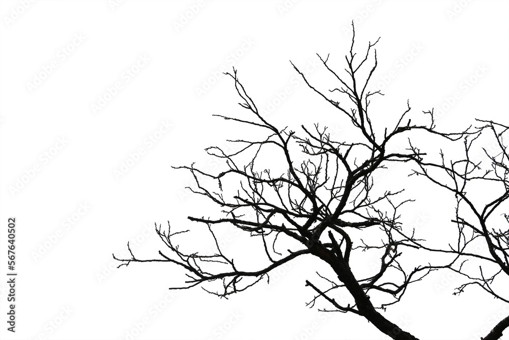 Fototapeta premium Dead branches , Silhouette dead tree or dry tree on white background with clipping path. 