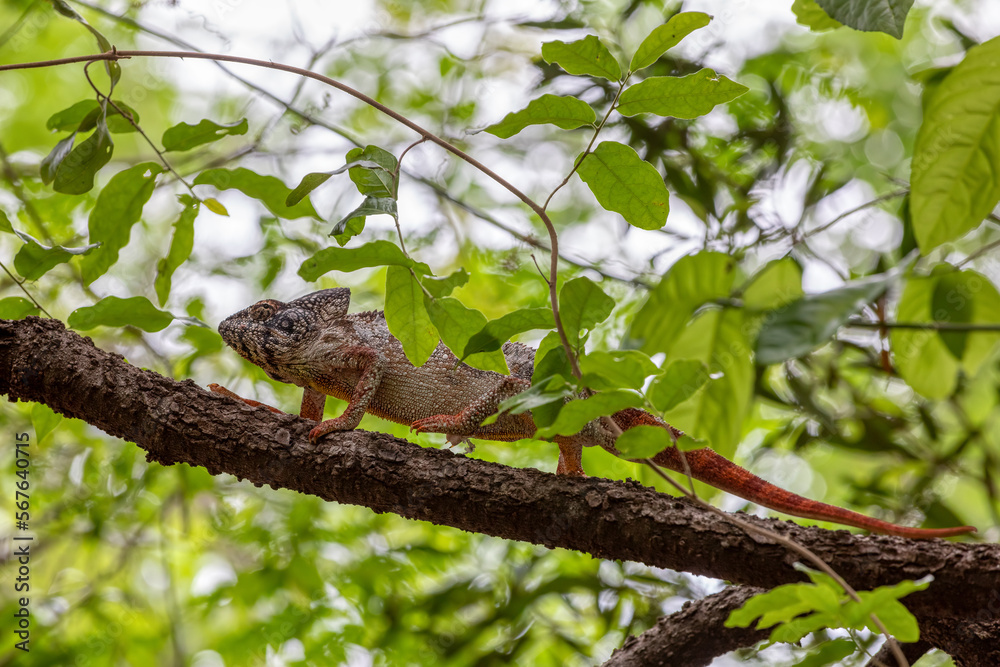 Furcifer nicosiai is a large endemic species of chameleon, a lizard in the family Chamaeleonidae, Tsingy de Bemaraha, Madagascar wildlife animal. Furcifer nicosiai is a large endemic species of chameleon, a lizard in the family Chamaeleonidae, Tsingy de Bemaraha, Madagascar wildlife animal.
