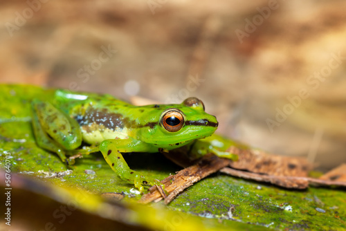 Guibemantis pulcher, endemic species of frog in the family Mantellidae. Andasibe-Mantadia National Park, Madagascar wildlife animal