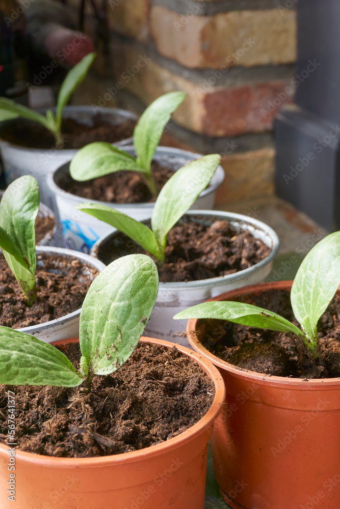 Zucchini or courgette seedlings in orange and white plastic containers. Green sapling plants in a nursery plot. Home gardening concept. Vertical image with selective focus. Zucchini or courgette seedlings in orange and white plastic containers. Green sapling plants in a nursery plot. Home gardening concept. Vertical image with selective focus.