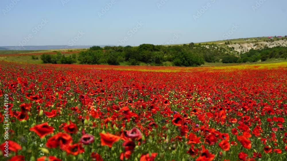 Slow motion. Field of wild poppies, beautiful summer rural landscape. Fresh green meadow with bright red flowers, sunny day. Slow motion. Field of wild poppies, beautiful summer rural landscape. Fresh green meadow with bright red flowers, sunny day.