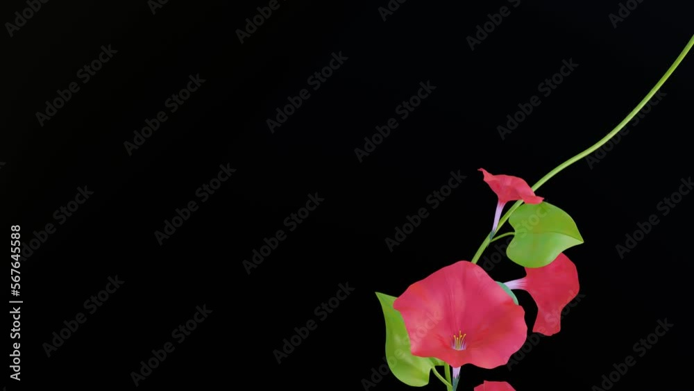 blooming pink flowers of morning gloria on a long weaving stalk. three-dimensional styling. 3d render blooming pink flowers of morning gloria on a long weaving stalk. three-dimensional styling. 3d render