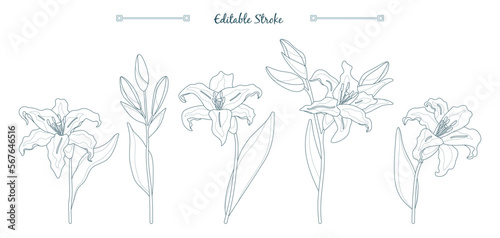 Set of lily flowers isolated on white. Lilies thin line vector drawing with editable stroke.