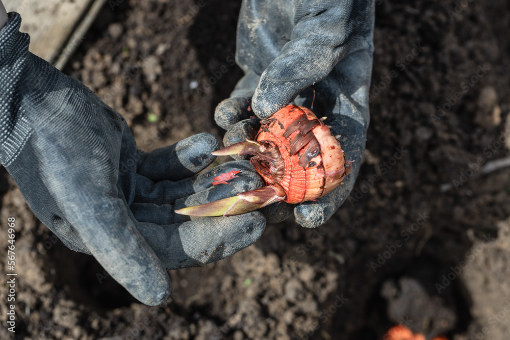 Obraz premium the hand plants bulbs of flowers in the soil. Hand holding a gladiolus bulb before planting in the ground