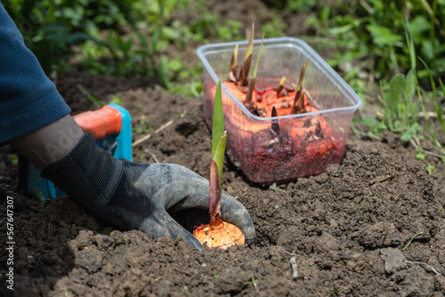 the hand plants bulbs of flowers in the soil. Hand holding a gladiolus bulb before planting in the ground photo