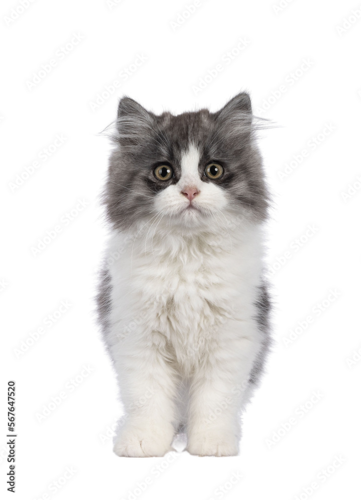 very cute blue with white Tailed Cymric aka Longhaired Manx cat kitten, standing facing front. Looking straight into camera with the sweetest eyes. isolated cutout on a transparent background.