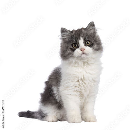 very cute blue with white Tailed Cymric aka Longhaired Manx cat kitten, sitting up side ways. Looking straight into camera with the sweetest eyes. isolated cutout on a transparent background.