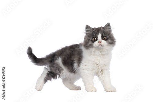 Canvastavla very cute blue with white Tailed Cymric aka Longhaired Manx cat kitten, walking side ways