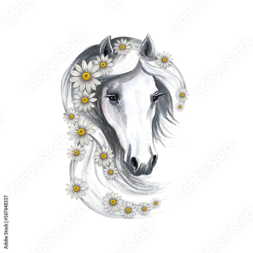 Portrait of a white horse decorated with daisies. Watercolor handmade. For printing, stickers and labels.