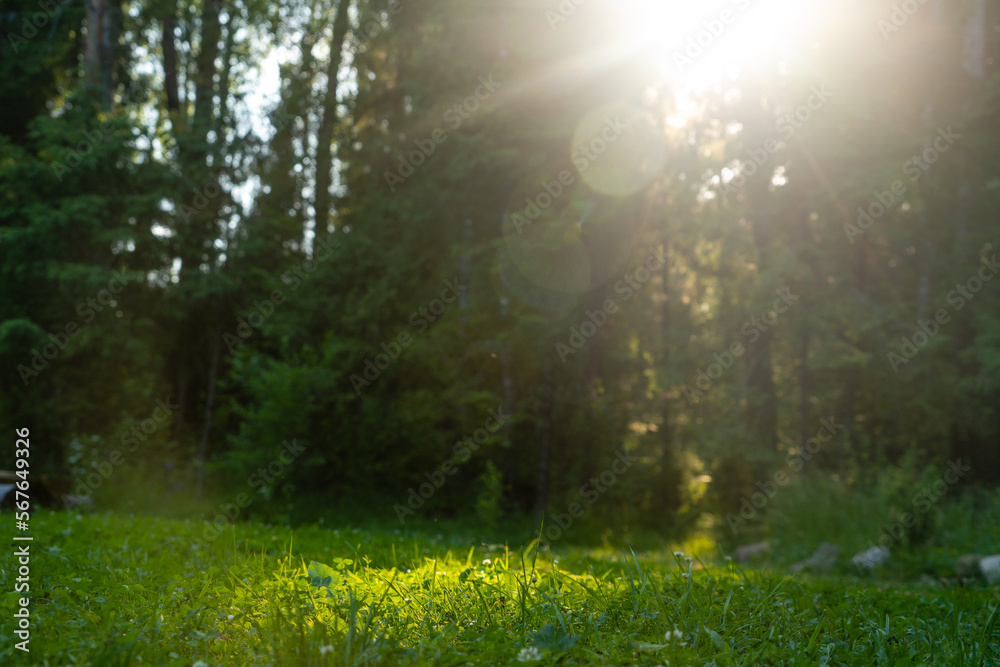 Obraz premium Sunlight in the forest