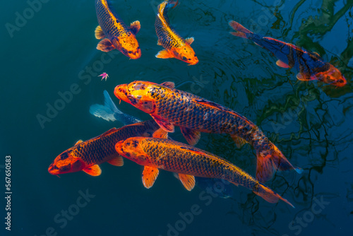 Flock of red koi carps in a pond in blue water from above © Sergey + Marina