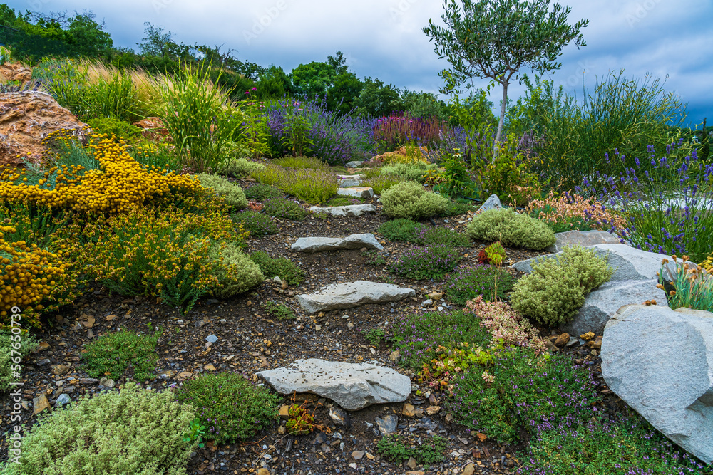 Alpine slide and stone path made of raw stones in the garden. Cultivation of medicinal herbs. Thyme, sage, rosemary and olive tree in the garden