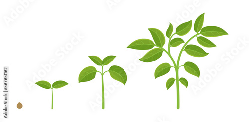 Plant growth stages. Planting vegetables. Vector infographic illustration.