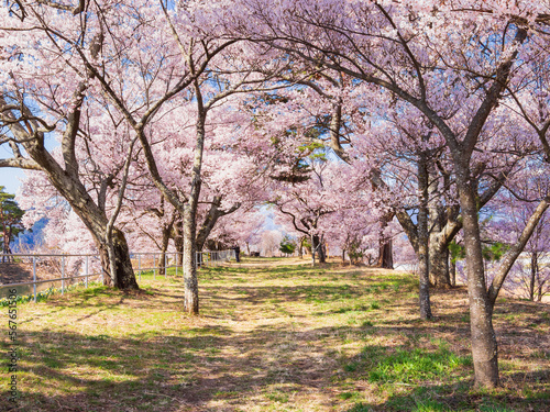 春の信州 高遠の桜風景