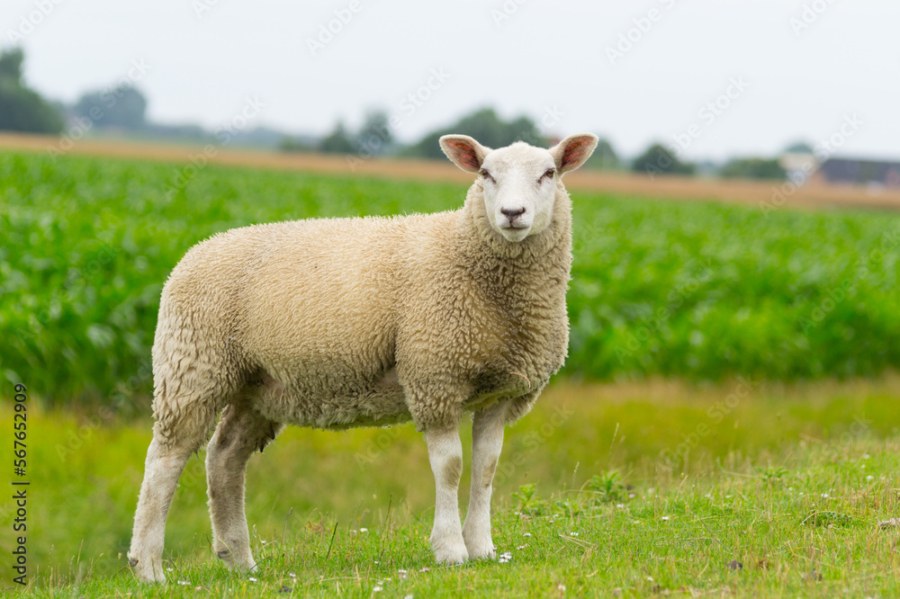 Fototapeta premium Isolated dike sheep is looking at you from its meadow on farm background