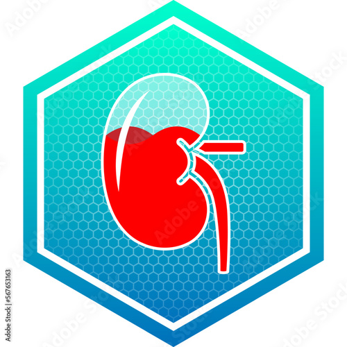 Human Kidney Urinary System Healthy Translucent Glass Container Fluid Blood Filled Medical Icon Logo Pictogram Hexagon Isolated on White Background
