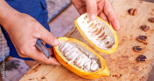 Half raw yellow Cocoa pods in hand. photo