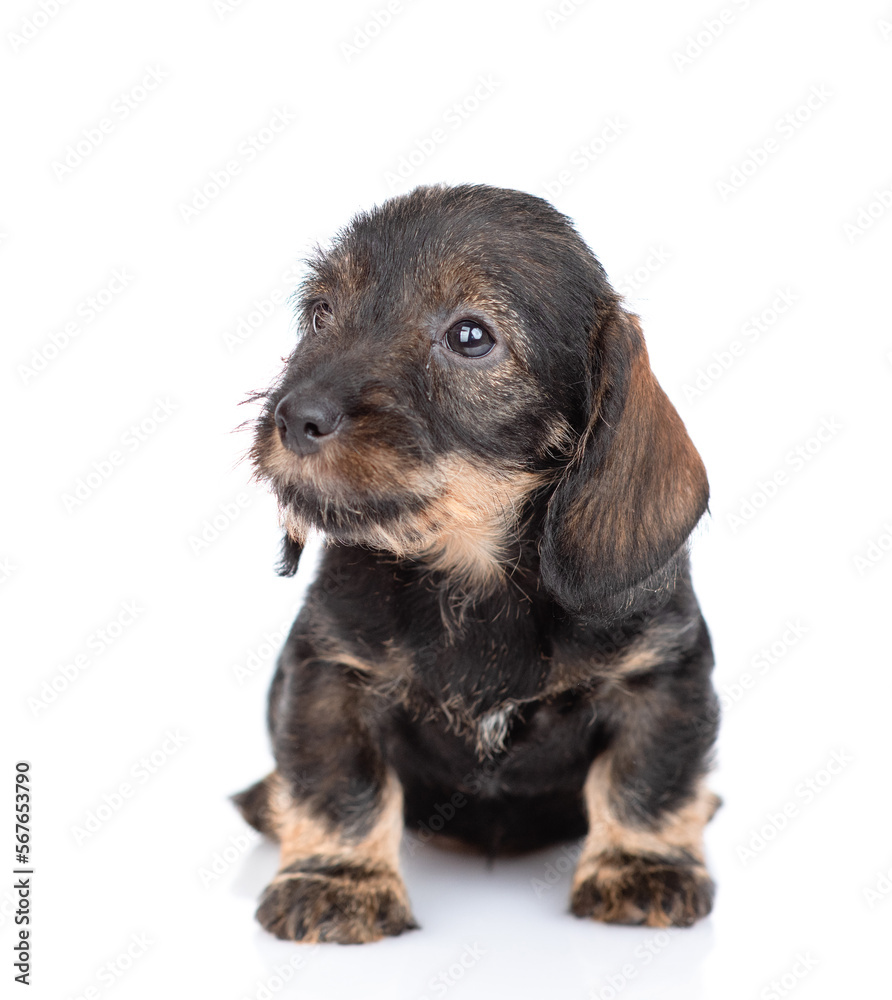 Short haired dachshund puppy sits in front view and looks away. isolated on white background
