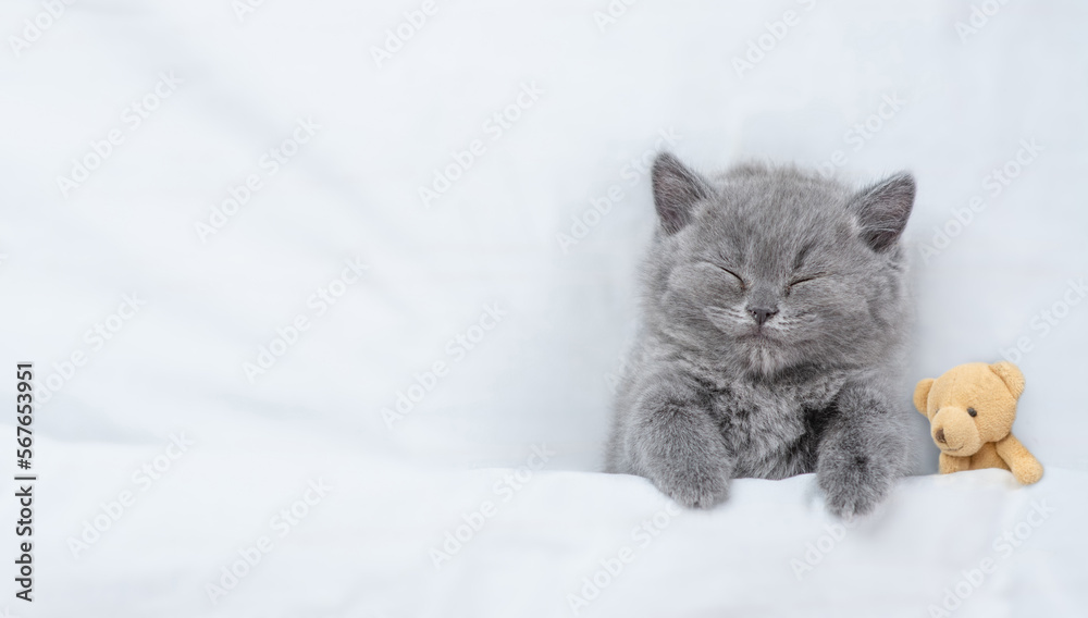 Cute kitten lying with favorite toy bear under white warm blanket on a bed at home.Top down view. Empty space for text